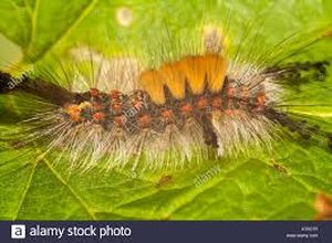 uploads/images/pest/marigold caterpillar.jpg